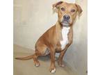 Adopt 42851 - Tennessee a Mountain Cur, Boxer