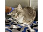 Adopt Sparrow a Domestic Short Hair