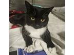 Adopt Leap a Domestic Short Hair