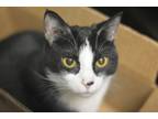 Adopt Oriole a Domestic Short Hair