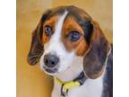 Adopt Lyell a Beagle