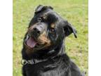 Adopt Chase a Rottweiler, Mixed Breed