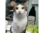 Adopt Fatty Matty Meatloaf a Domestic Short Hair