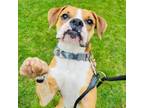 Adopt Marty McFly a Mixed Breed