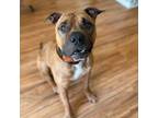 Adopt Jason a American Staffordshire Terrier