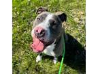 Adopt Marshall a American Staffordshire Terrier
