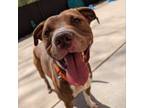 Adopt West - In Foster a American Staffordshire Terrier