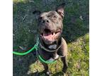Adopt Stan a American Staffordshire Terrier