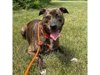 Adopt Zepp a American Staffordshire Terrier