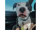 Adopt Mossy a American Staffordshire Terrier