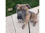 Adopt Cowboy a American Staffordshire Terrier