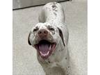 Adopt Pinto a English Pointer, Mixed Breed