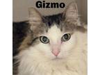 Adopt Gizmo 240251 a Domestic Medium Hair