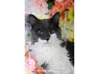 Adopt Asher a Domestic Medium Hair