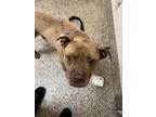 Adopt Big Red a Pit Bull Terrier, Mixed Breed