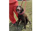 Adopt Junior a German Shorthaired Pointer, Labrador Retriever