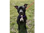 Adopt Max a American Staffordshire Terrier, Mixed Breed