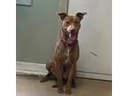 Adopt Chance a Pit Bull Terrier