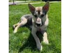 Adopt Bugsy D15874 a Husky, Shepherd