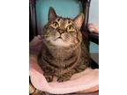 Adopt Tiger a Domestic Short Hair