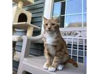 Adopt Cheeto a Domestic Short Hair