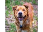 Adopt Shaw a Golden Retriever, Collie