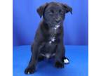 Adopt Honey Agaric 0412012S a Black Labrador Retriever