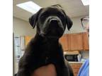 Adopt Porcini- 041211S a Black Labrador Retriever
