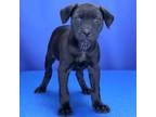 Adopt Russule 0412010S a Black Labrador Retriever