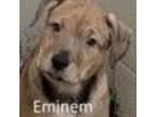 Adopt Eminem 24-0154 a Pit Bull Terrier, American Staffordshire Terrier