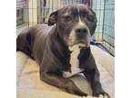 Adopt Romeo 22-0500 a Pit Bull Terrier, American Staffordshire Terrier