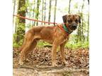Adopt Rudi 23-0951 a German Shepherd Dog, Hound