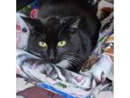 Adopt Tommy 24-0035 a Domestic Short Hair