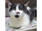 Adopt Walnut 24-0210 a Domestic Short Hair