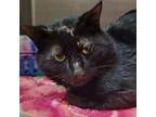 Adopt Freddy Mercury 24-0134 a Domestic Short Hair