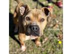 Adopt Bam-Bam 24-0158 a Pit Bull Terrier, American Staffordshire Terrier