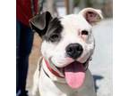 Adopt Moonie 23-0183 a Pit Bull Terrier, American Staffordshire Terrier