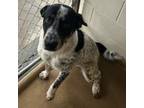 Adopt Winston 24-0115 a Bluetick Coonhound, Hound