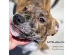 Adopt MC Hammer 24-0155 a Pit Bull Terrier, American Staffordshire Terrier