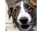 Adopt Snoop 24-0152 a Pit Bull Terrier, American Staffordshire Terrier