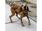 Adopt Mason 24-0203 a Coonhound