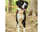 Adopt Jetson 23-0908 a Pit Bull Terrier, Pointer