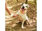 Adopt Turbo 23-0721 a Staffordshire Bull Terrier, Pit Bull Terrier
