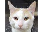 Adopt Hyde 24-0185 a Domestic Short Hair