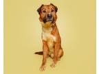 Adopt Harrison a Mixed Breed