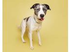 Adopt Clem a Mixed Breed