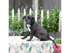 Adopt Saurekraut a Labrador Retriever