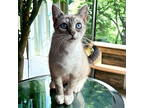 Adopt Jude a Siamese