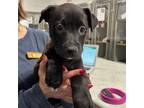 Adopt William a Labrador Retriever, Mixed Breed