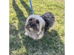 Adopt Oliver--In Foster***ADOPTION PENDING*** a Yorkshire Terrier